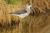 WildLife Photos of Birds, Waders, Black-winged Stilt, Himantopus himantopus